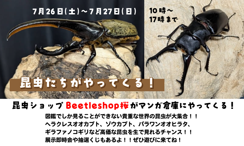 昆虫ショップBeetleshop桜がマンガ倉庫にやってくる！